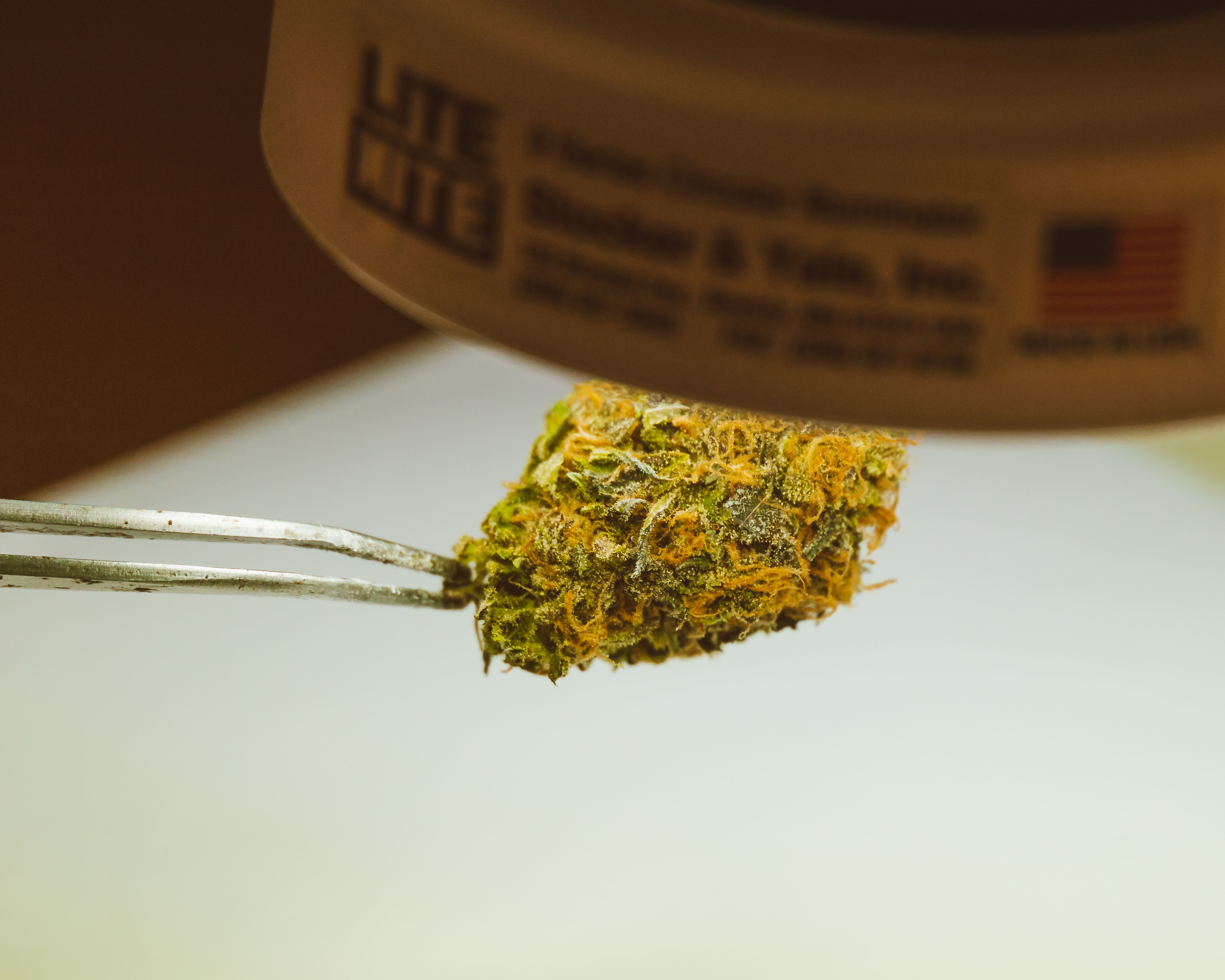 Cannabis flower held in laboratory tweezers under a focused light